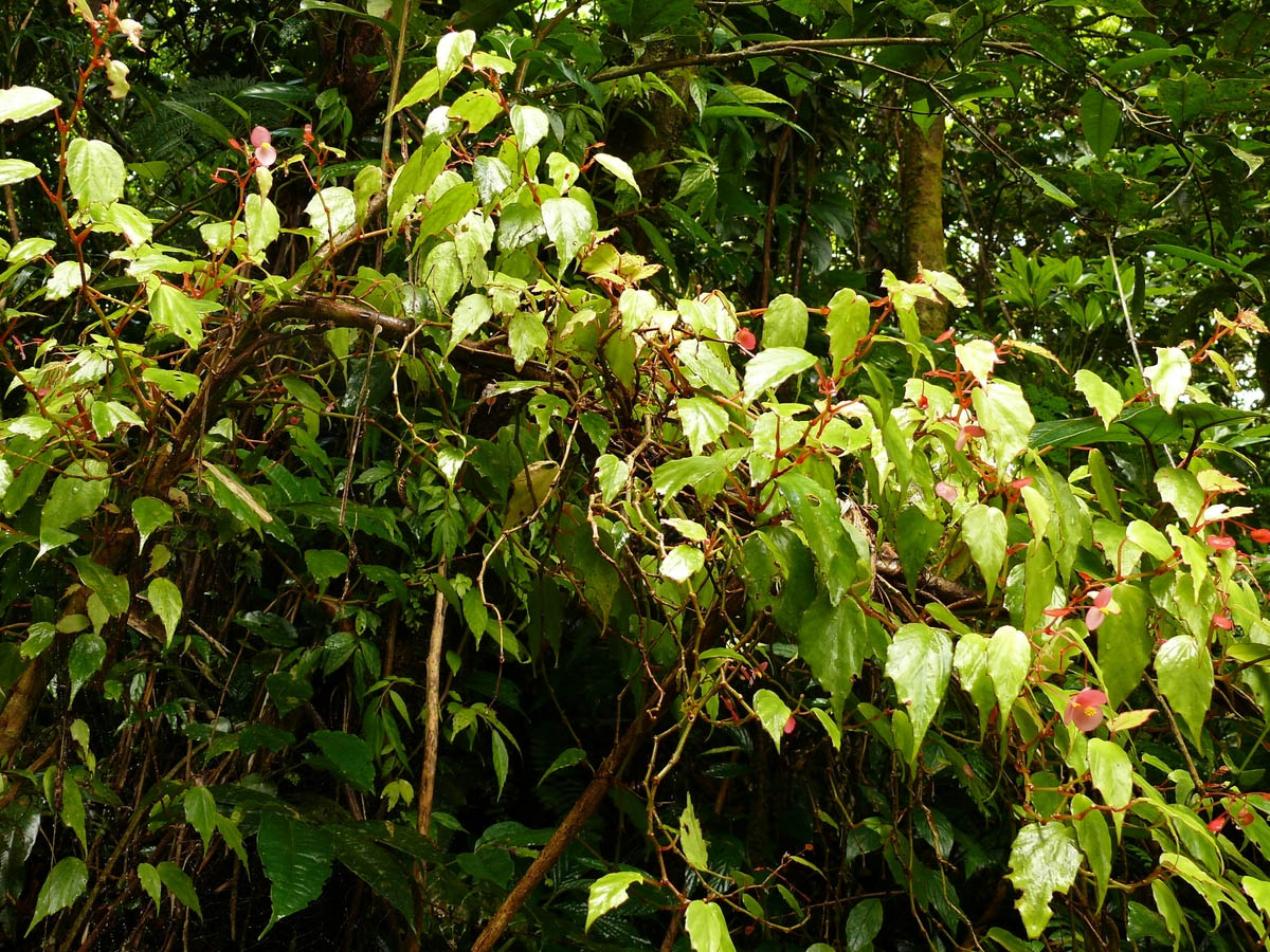 B. lagunensis